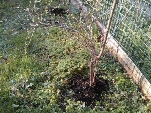 Dettaglio di compost sotto gli arbusti