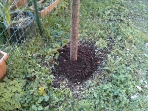 Dettaglio di compost sotto gli arbusti