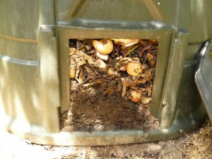 Compost in maturazione alla base del composter