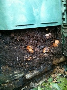 Compost in maturazione alla base del composter