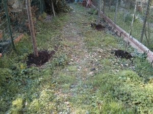 Compost alla base di essenze arboree in crescita