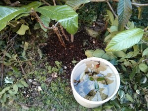 Compost sotto un arbusto in crescita