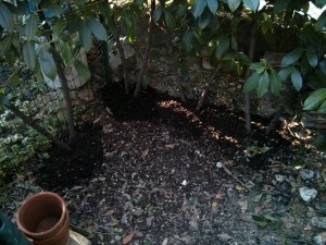Compost alla base di arbusti di siepe da recinzione