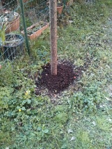 Compost alla base di arbusto