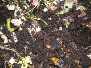 Terreno e lombrichi sui materiali in decomposizione
