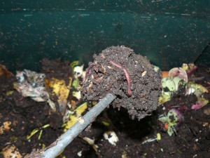 Rampino che arieggia la massa in decomposizione