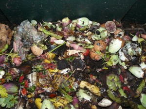 Materiali freschi immessi nel composter 